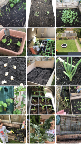 "Courgette, Maris pipers potatoes, onions, sweetcorn, sunflowersMake space above and under soil maximise your growing without harming the veg crop. Best of both worlds." [Steph]
