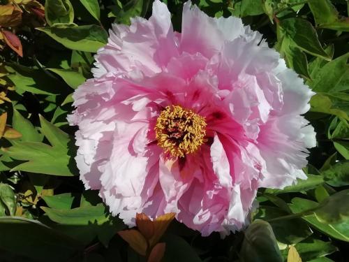 "Peonies in my dad's garden and they were all like this, we counted 11."